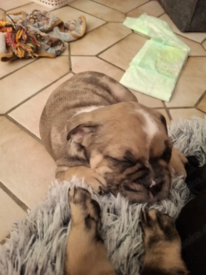 Französische Bulldogge teils Fluffy Bild 10