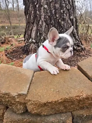 Französische Bulldoggenwelpen