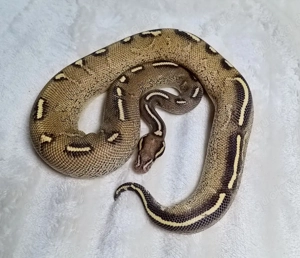 1.0 Super Gravel pos Black Head NZ 24 Königspython 