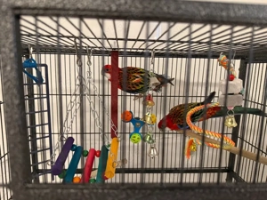 Rosella-Papageien zu verkaufen