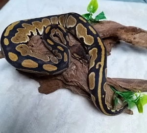 0.1 Mahogany Orange Dream pos Het Pied NZ 25 Königspython 