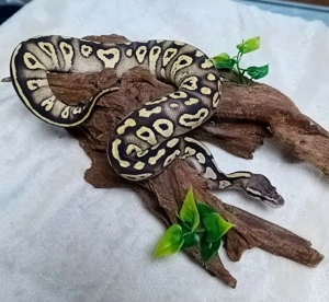 0.1 Fire Pastel Mojave Orbit NZ 25 Königspython 