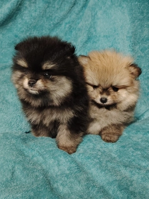 Pomerania Zwergspitz Reinrassig!