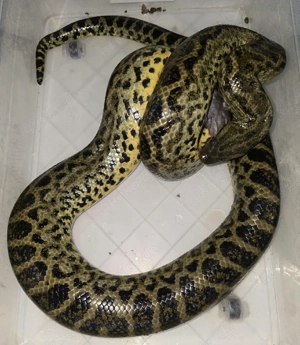 verschiedene Schlangen abzugeben 