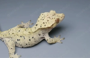 Kronengecko Gecko Terrarium 