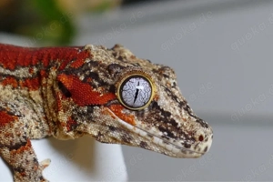 Höckerkopfgecko rot gecko Terrarium 