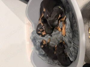 Zwergpinscher welpen