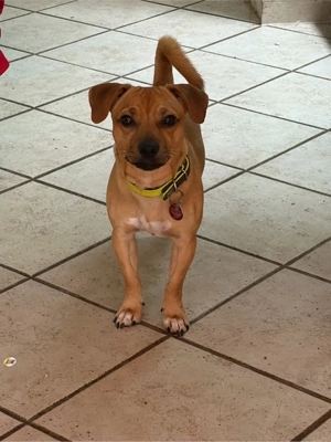 suche erfahrene Hundeeltern 