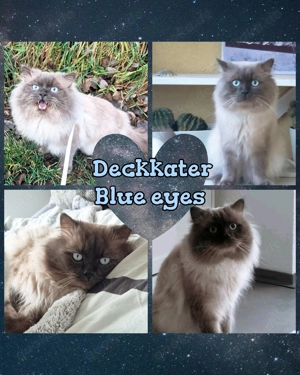 Deckkater Ragdoll  British Short Hair