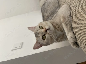 Bkh Dame Britisch kurzhaar 