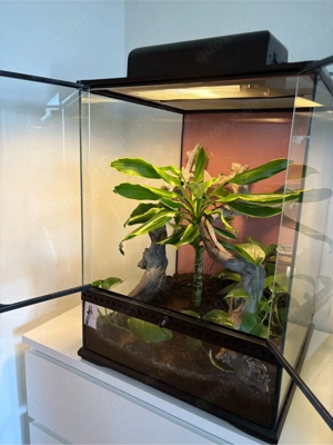 Kronengecko handzahm Gecko Terrarium 