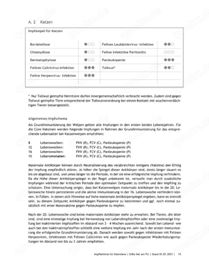 Maine Coon Kitten Wurfankündigung Anfang Mai Blue oder Split Odd Eyes möglich Bild 7