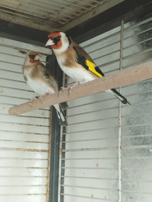 Europäische Stieglitz 