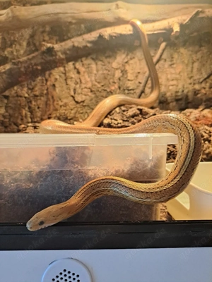 1.0 amber tessera NZ 14 Kornnatter