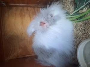 Angoramix Kaninchen Mädel