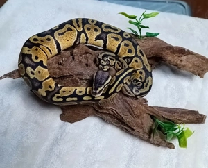 0.1 Pastel NZ 25 Königspython 