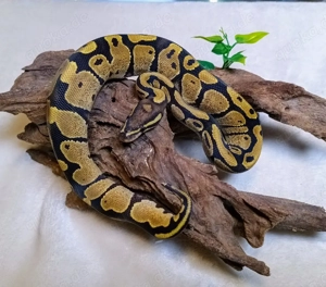 0.1 Fire NZ 25 Königspython 