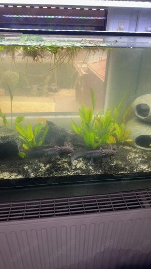 Axolotl Männchen zu verkaufen 