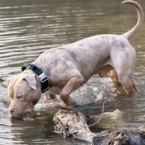 American Bully XXL HD&ED-frei Tricolor Lilac Merle Deckrüde XL erfahren abkc reinrassiger