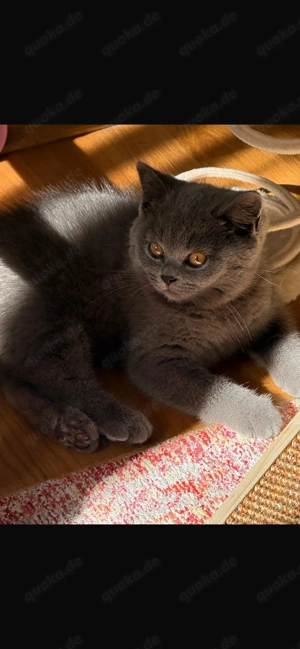 Reinrassige BKH Kitten-Blau.   Abgabebereit