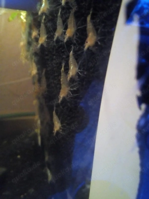 Sulawesi  Inlandsgarnelen 