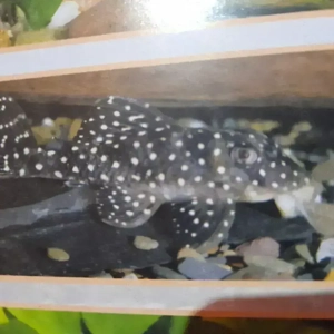 L136 Hypancistrus 6Tiere