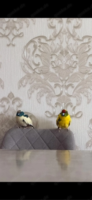 Ziegensittich Paar abzugeben