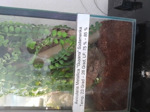 Avicolaria metallica weibchen 