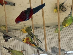 Singsittiche verschiedene Farben 