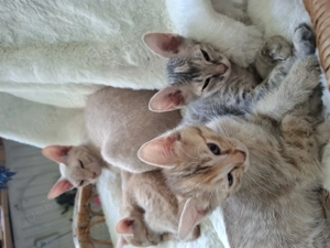 Shpynx Brush-Kitten suchen neue Mama Papa Familie 