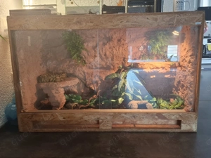 Königspython Weibchen inkl Terra und Einrichtung 