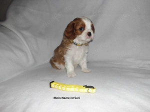 1 Cavalier King Charles Hündinnen  zu Verkaufen