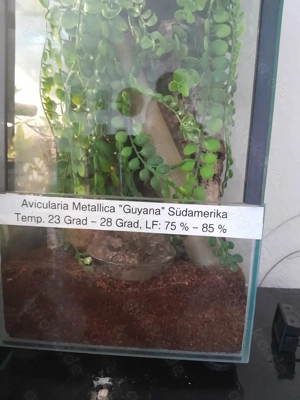 Avicolaria metallica weibchen 