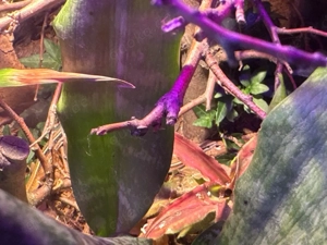 Langschwanzeidechse Takydromus sexlineatus