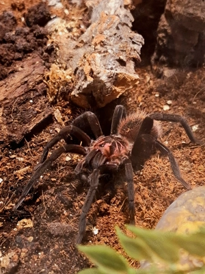 Xenesthis immanis 1.0 Vogelspinne 