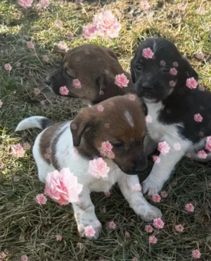Dackel  Welpen Abzugeben 