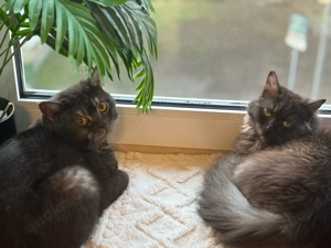 katzen 14 monaten  alt 