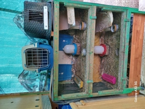 Käfig für Wachteln