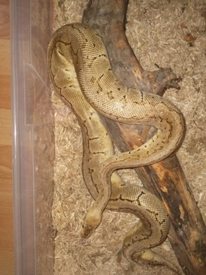 lemonblast weibchen het clwon  Bild 4