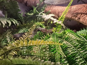 1.0 NZ 14 Thamnophis eques cuitzeoensis Strumpfbandnatter 