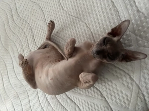 Sphynx Katze zu verkaufen 