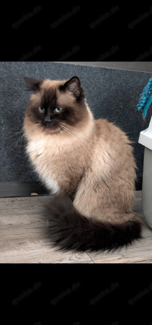 Heilige Birma Deckkater Bild 3