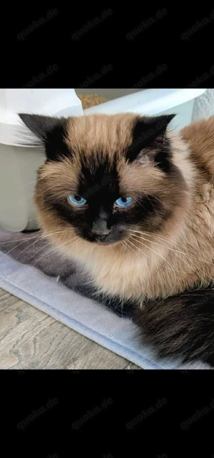 Heilige Birma Deckkater