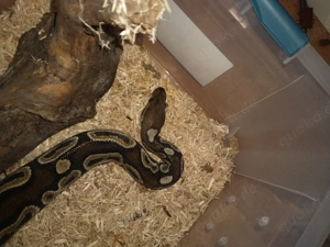 cinnamon black Heat Copper het Ghost Weibchen tragend 