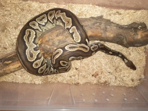 cinnamon black Heat Copper het Ghost 