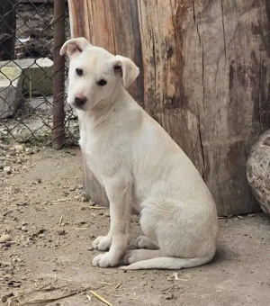 Tom, kleiner Rüde sucht neues Zuhause