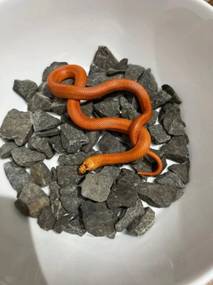 Lampropeltis Magmaking Nachzuchten 2025 Reservierung Hamm Möglich