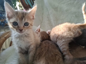 Shpynx Brush-Kitten suchen neue Mama Papa Familie 