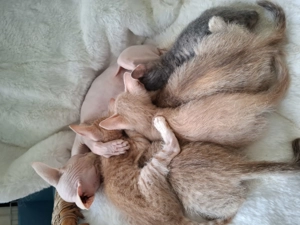 Shpynx Brush-Kitten suchen neue Mama Papa Familie 