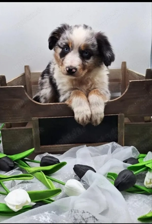Miniature Australian Shepherd Welpen mit Papieren